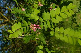 Image of black locust