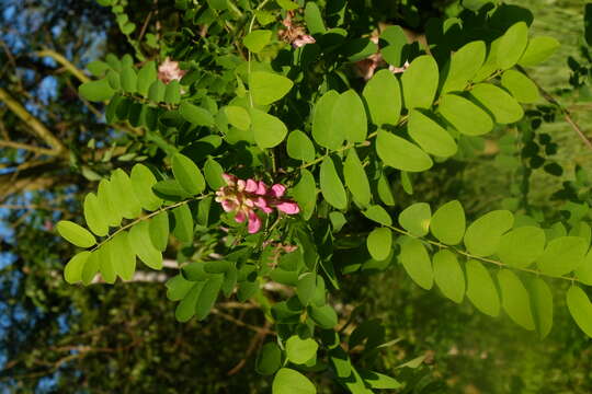 Image of black locust