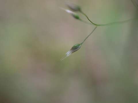 Image of silver hairgrass