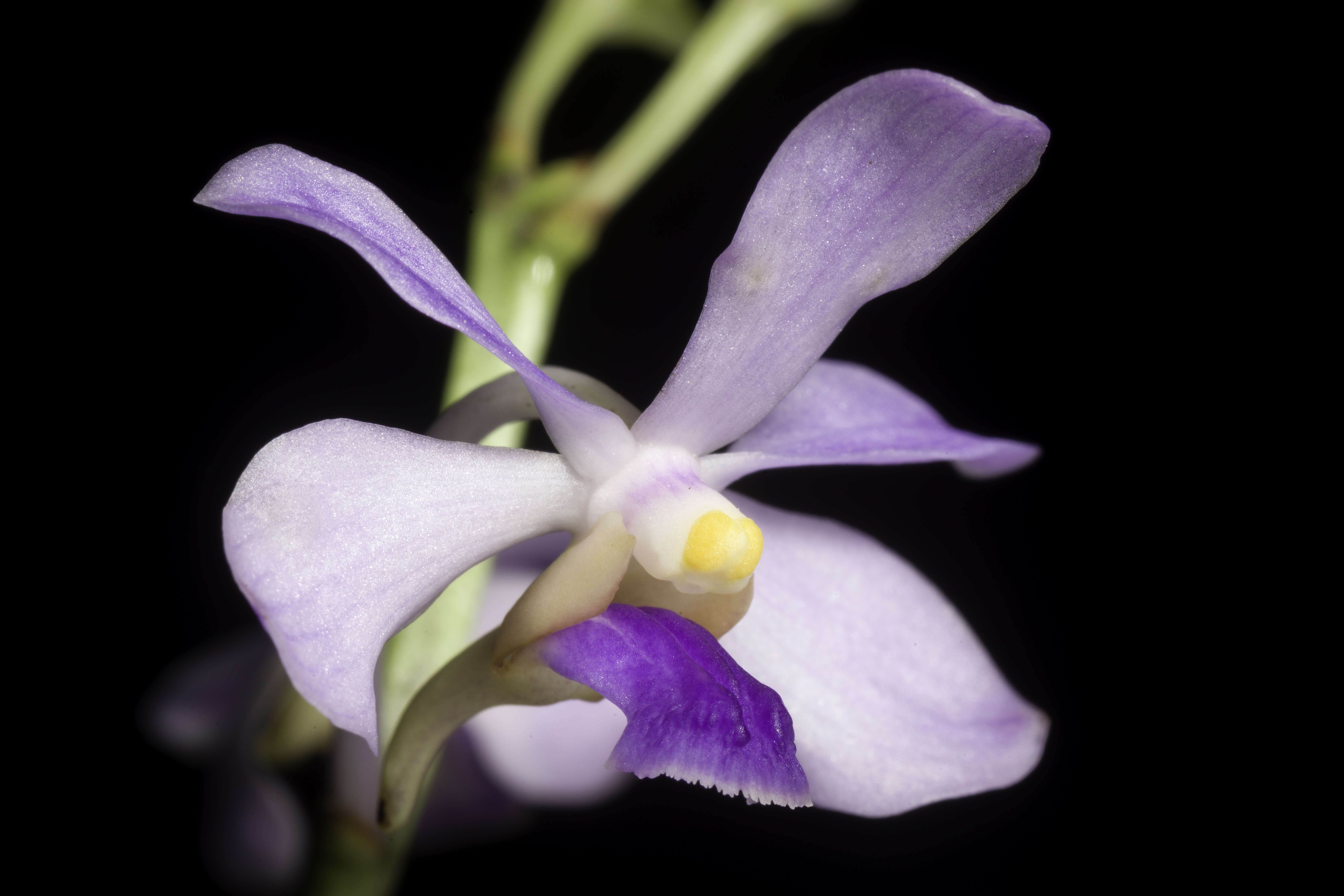 Image of Vanda coerulescens Griff.