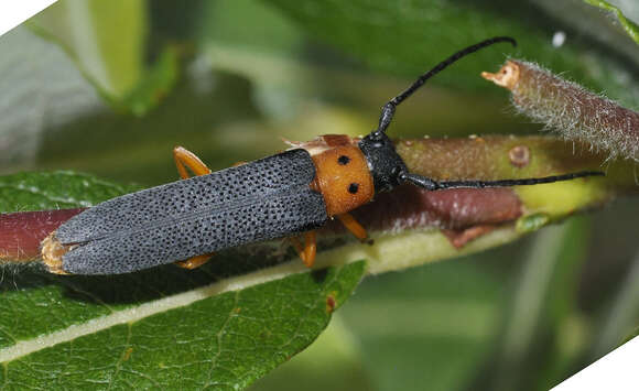 Image of Twin spot longhorn beetle