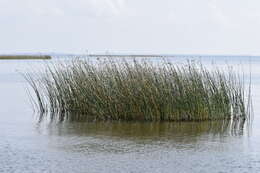 Image de scirpe des lacs, jonc des chaisiers commun