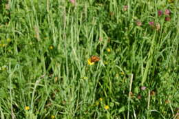 Image of Melitaea athalia