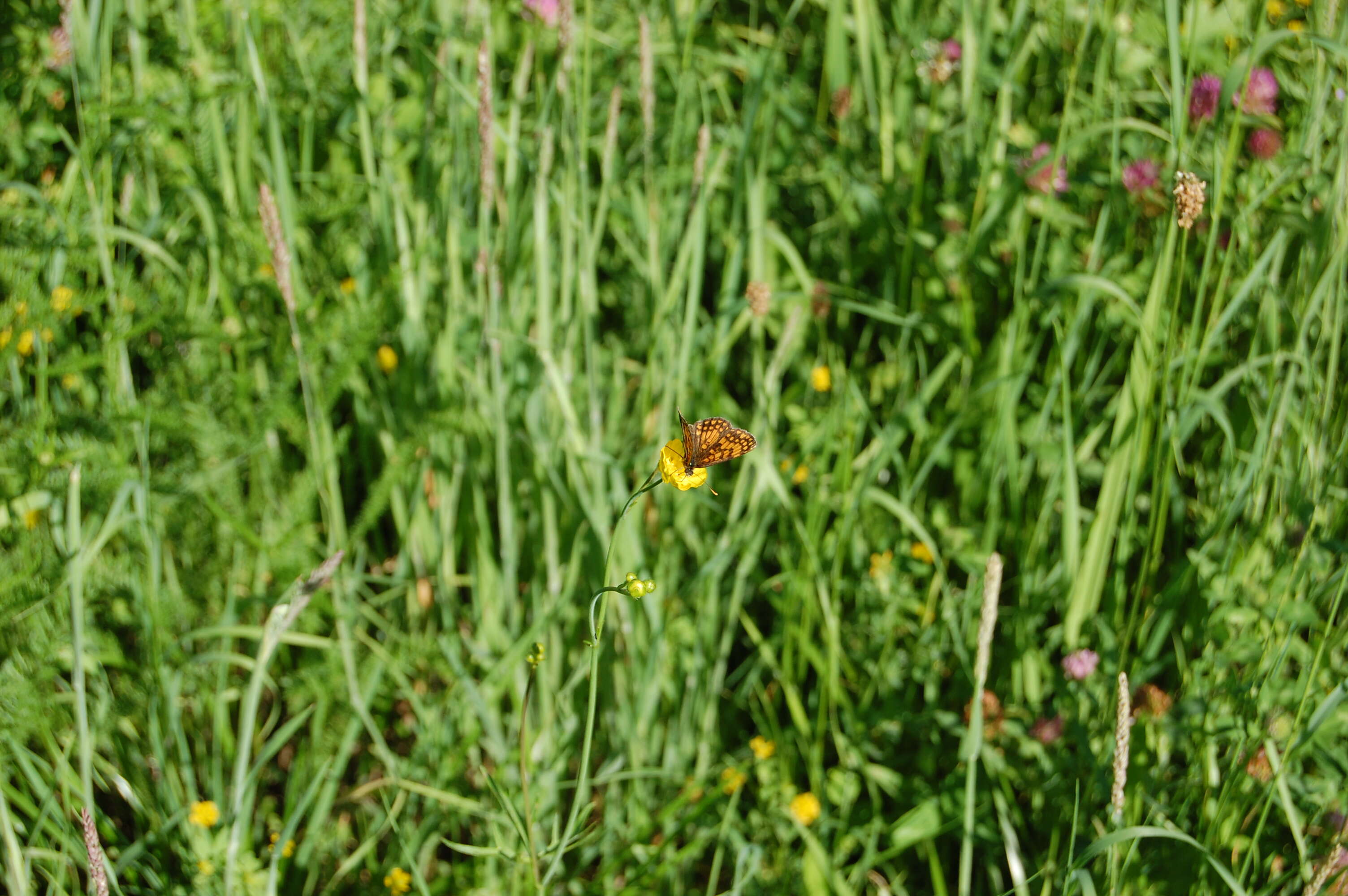 Image of Melitaea athalia