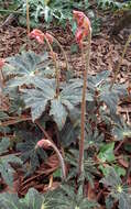 Image of starleaf begonia