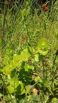 Image of Oregon-Tea