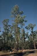 Image of Eucalyptus tetrapleura L. A. S. Johnson