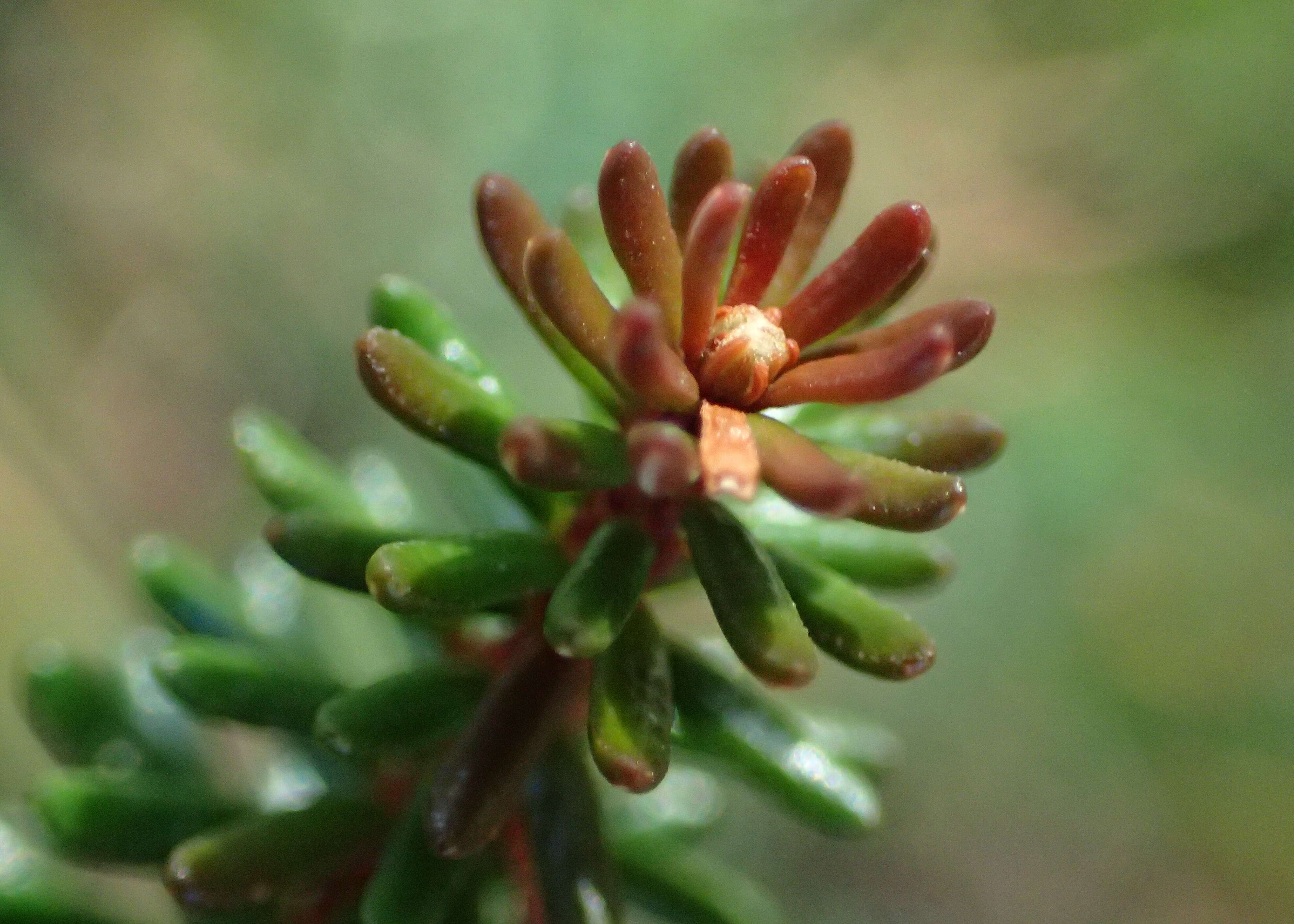 Image of black crowberry