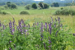 Imagem de Vicia tenuifolia Roth