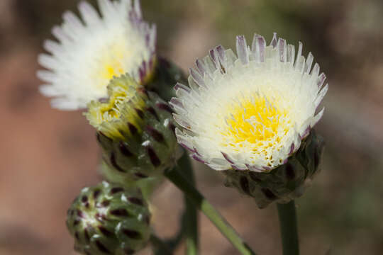 Image de Malacothrix coulteri Harv. & Gray ex A. Gray