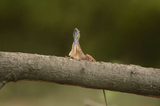 Image of Fan Throated Lizard