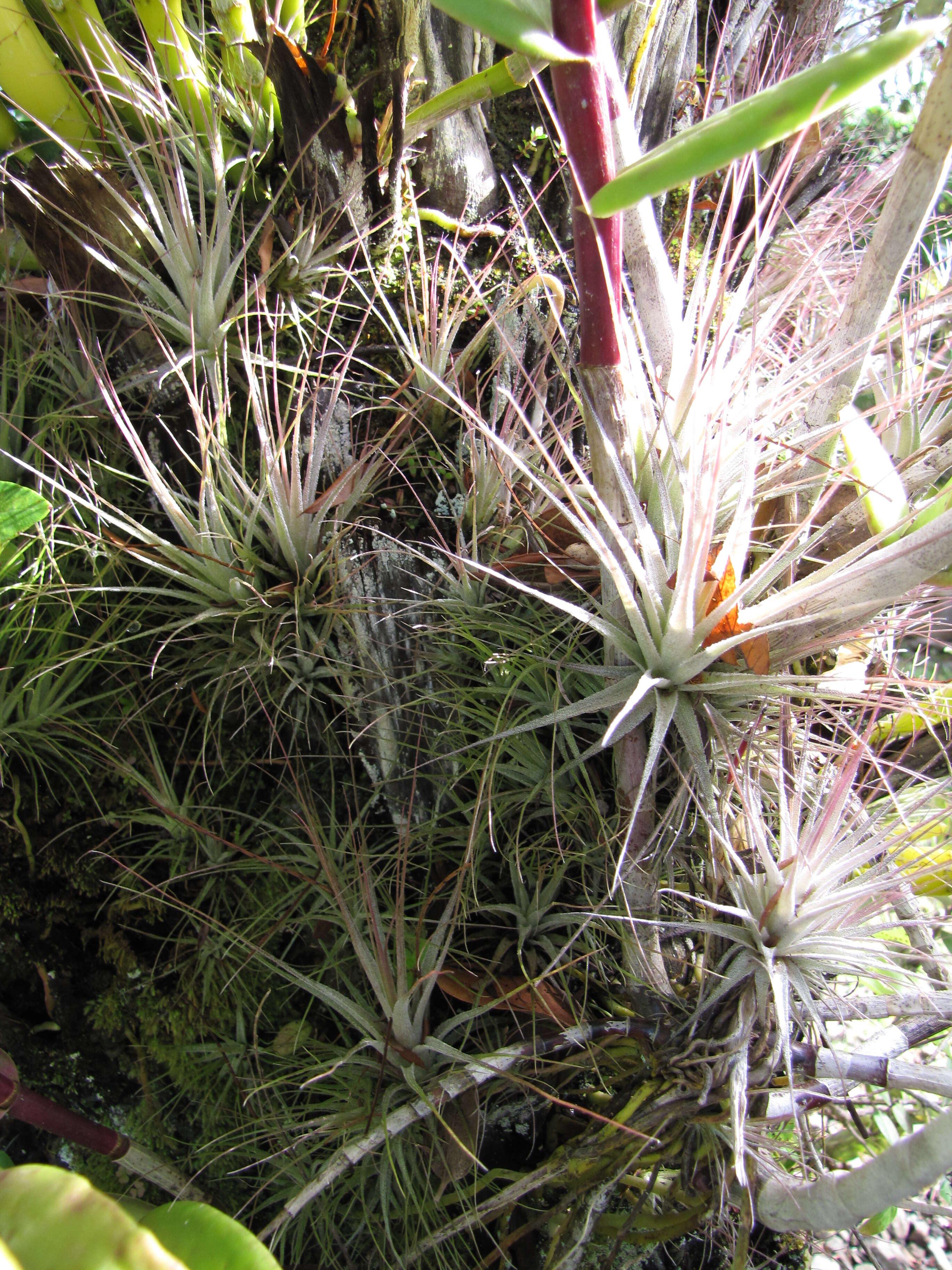 Image of Airplant