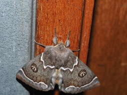 Image of Australian silkworm moths