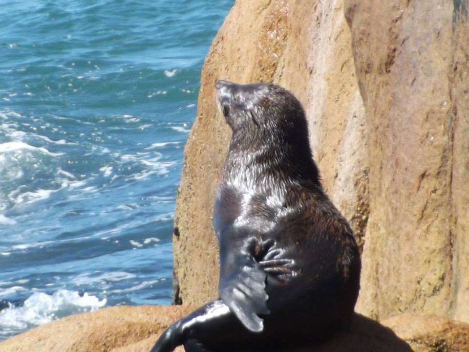 Image of South American Fur Seal