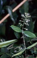 Image of gold dust dracaena