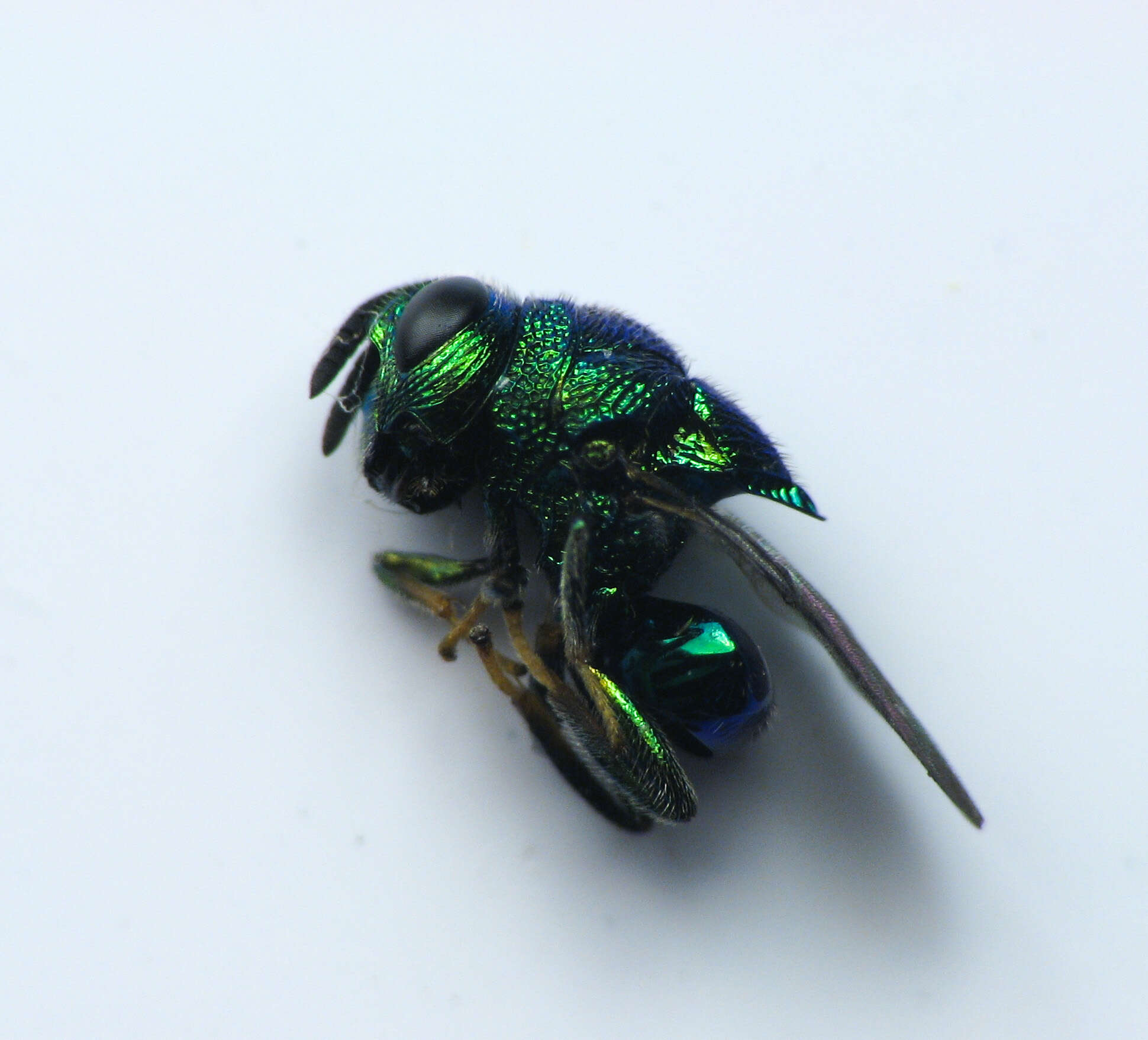 Image of perilampid wasps