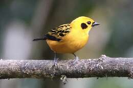 Image of Golden Tanager