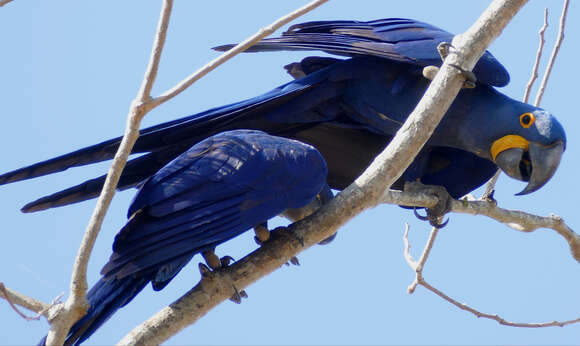 Image of Hyacinth Macaw