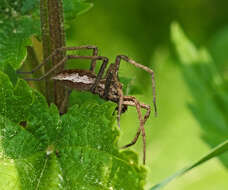 Image of Nursery-web spider