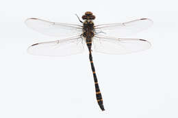 Image of golden-ringed dragonfly