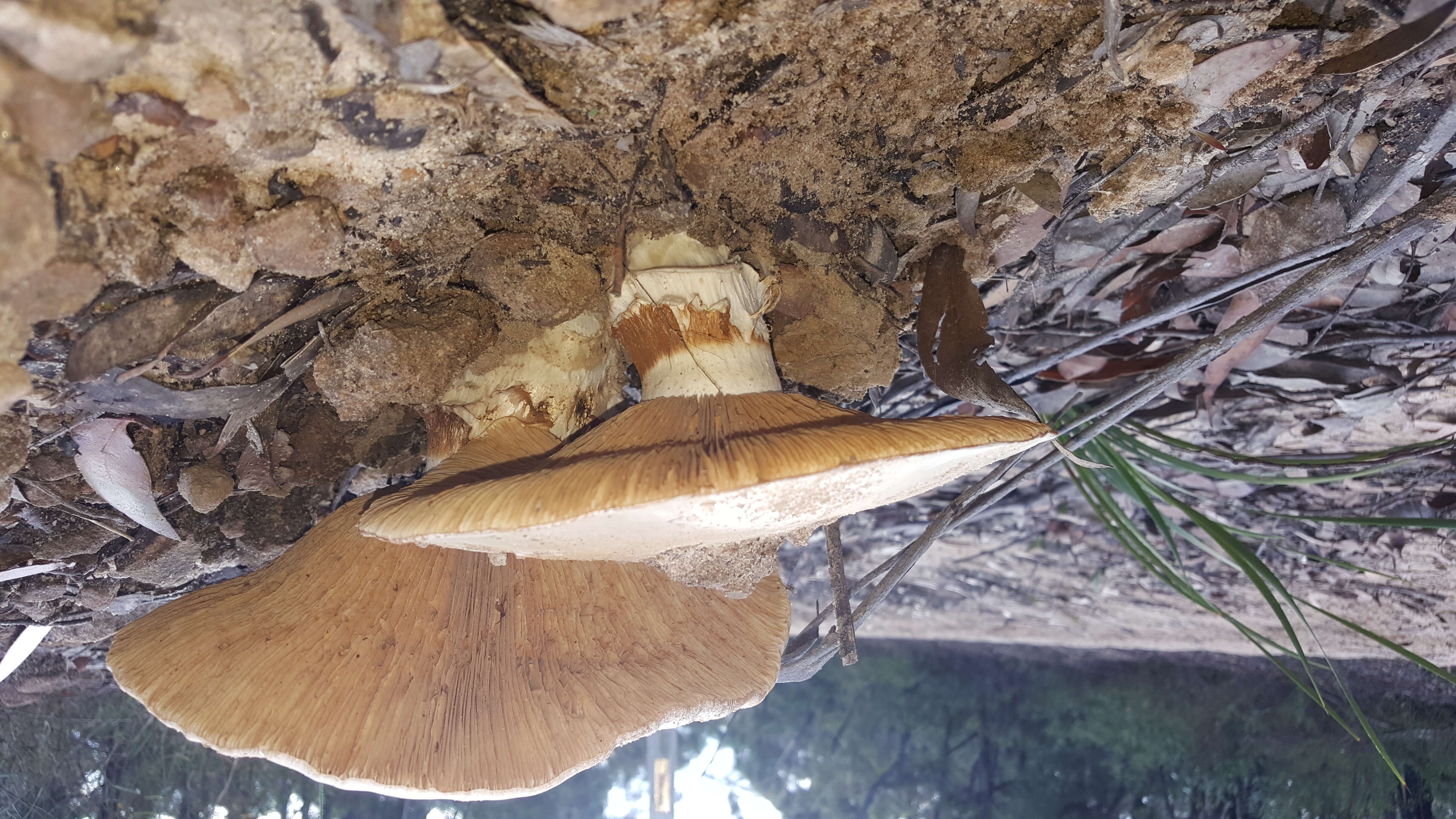 Слика од Cortinarius sublargus Cleland 1928