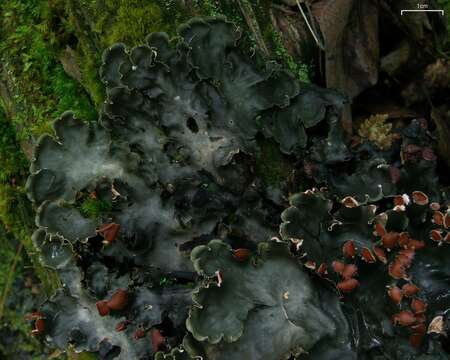 Image of Flat-fruited pelt;   Horizontal felt lichen