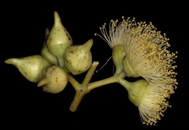 Image de Eucalyptus oxymitra Blakely