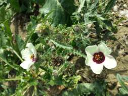 Image of flower of an hour