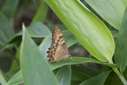 Image of Lethe callipteris Butler 1877