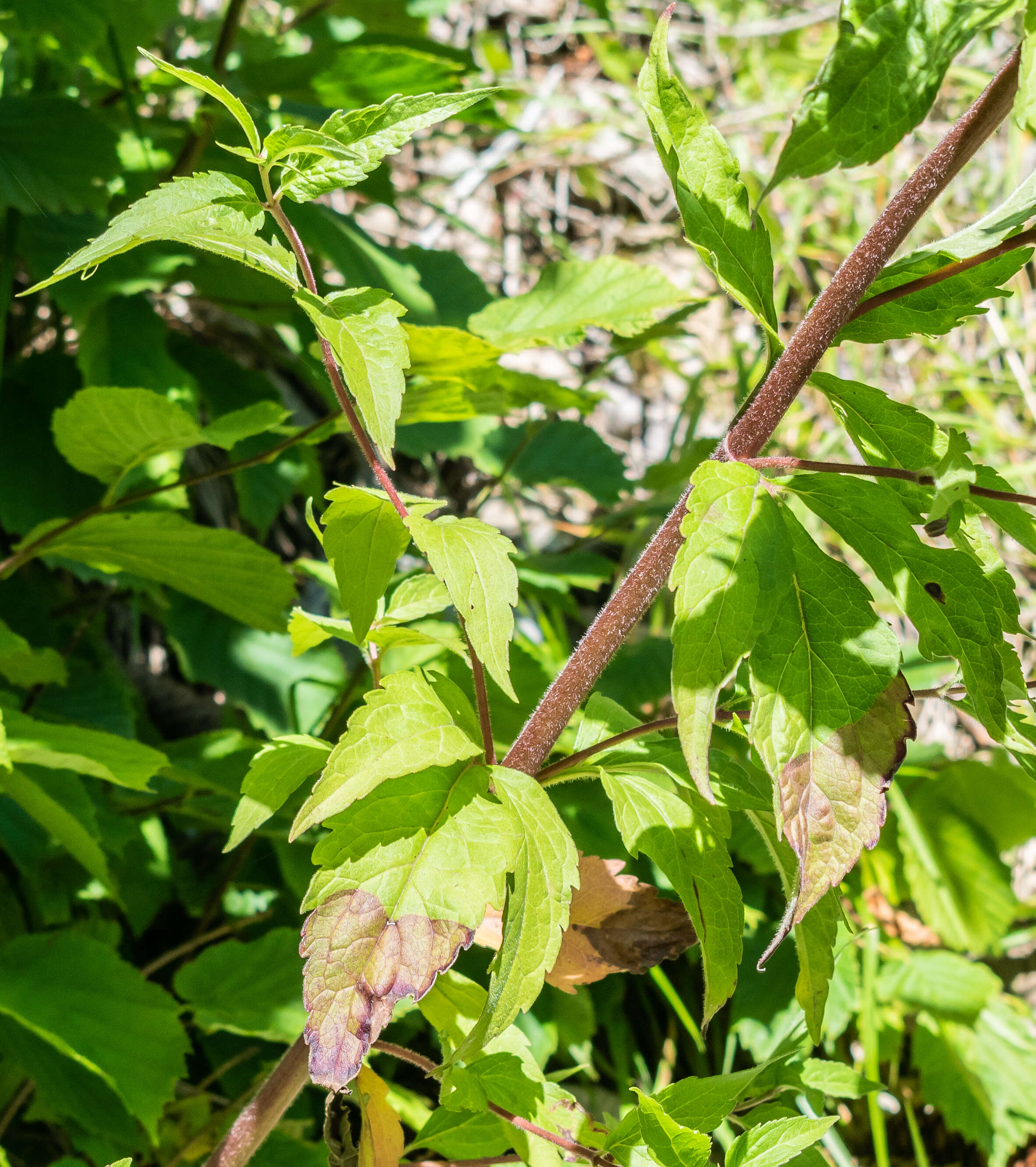 Image of hemp agrimony