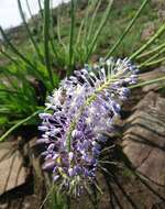 Image of Large blue squill