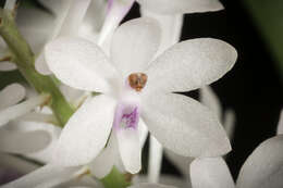 Image of Vanda christensoniana (Haager) L. M. Gardiner