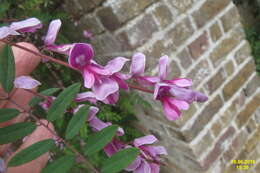 Sivun Indigofera pendula Franch. kuva