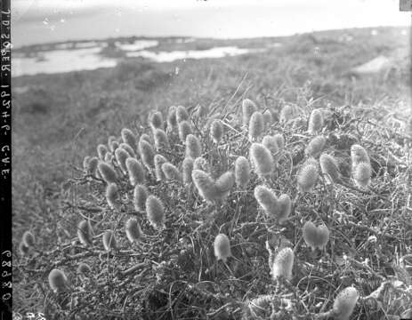 Image of arctic willow