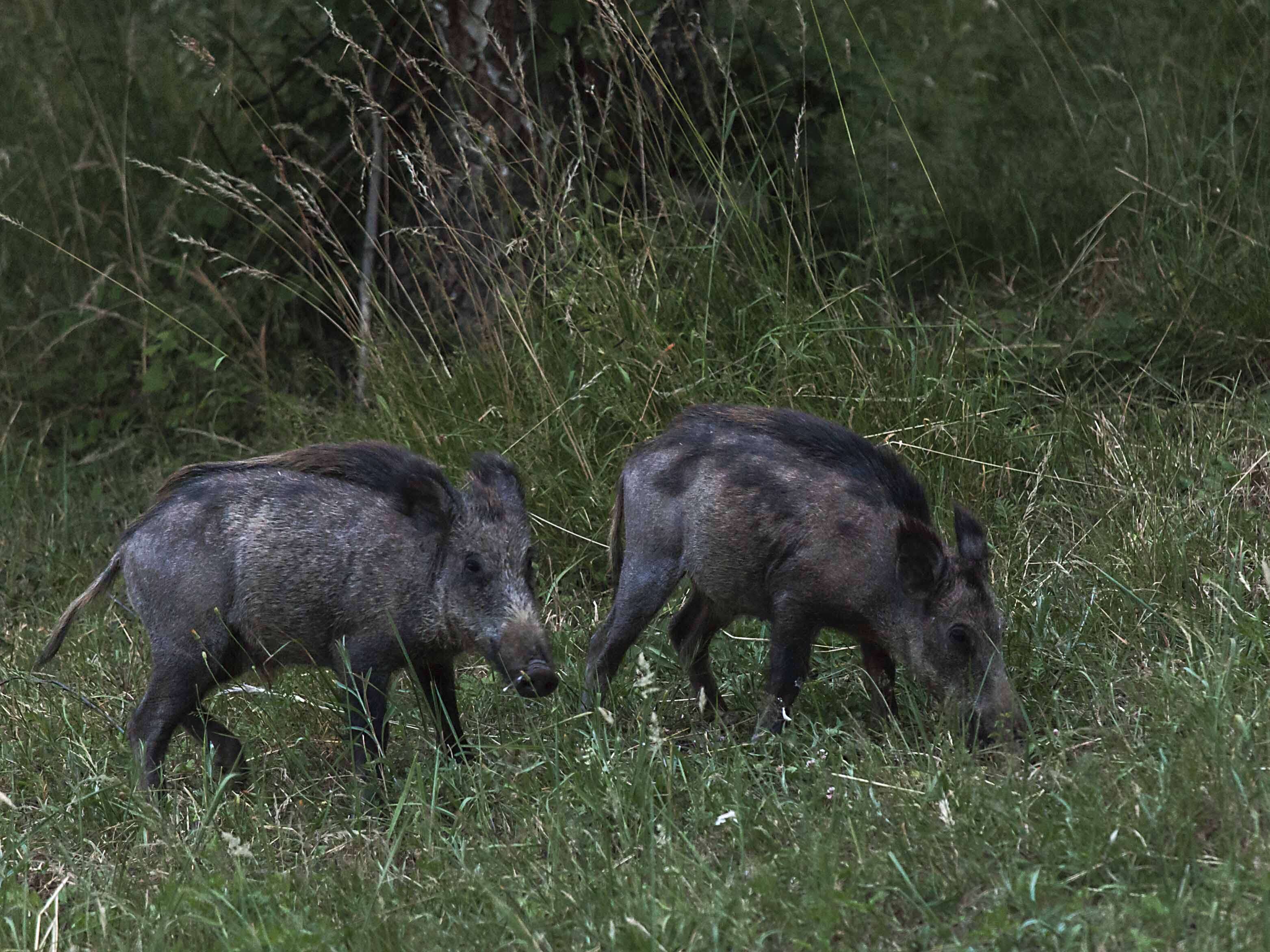 Imagem de Sus scrofa cristatus Wagner 1839