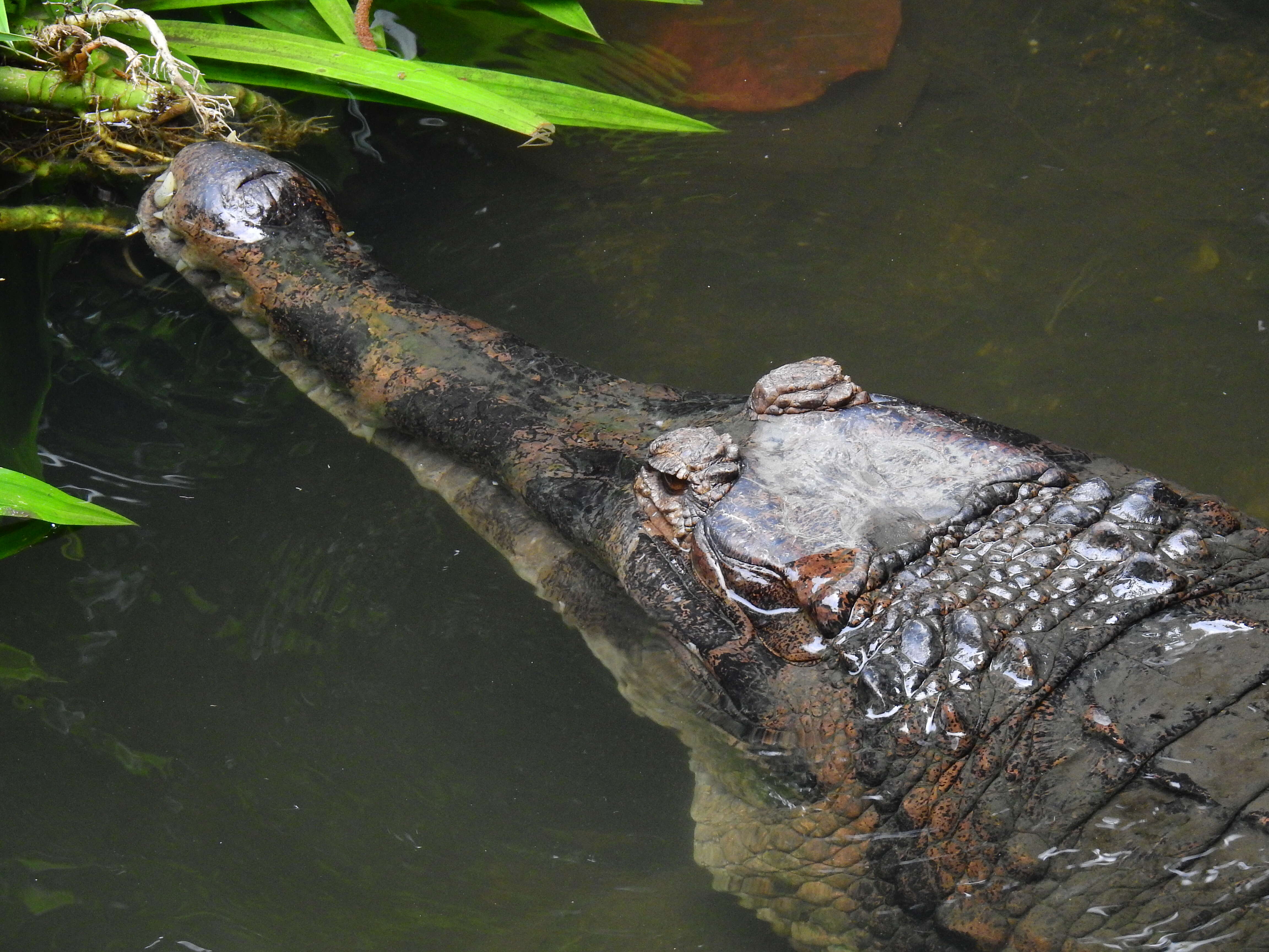 Image of Tomistoma