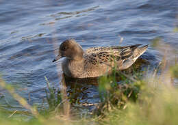 Image of Eurasian Wigeon