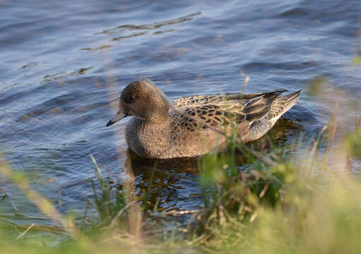 Image of Eurasian Wigeon