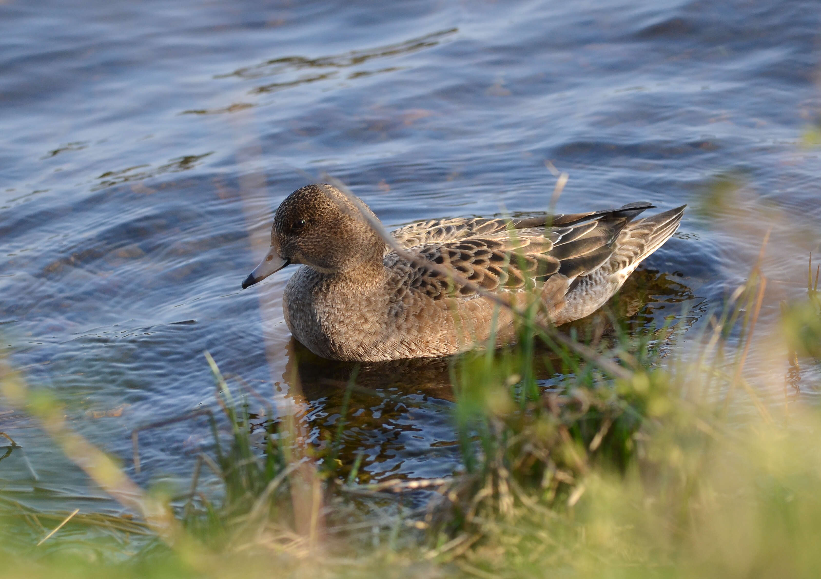 Image of Eurasian Wigeon