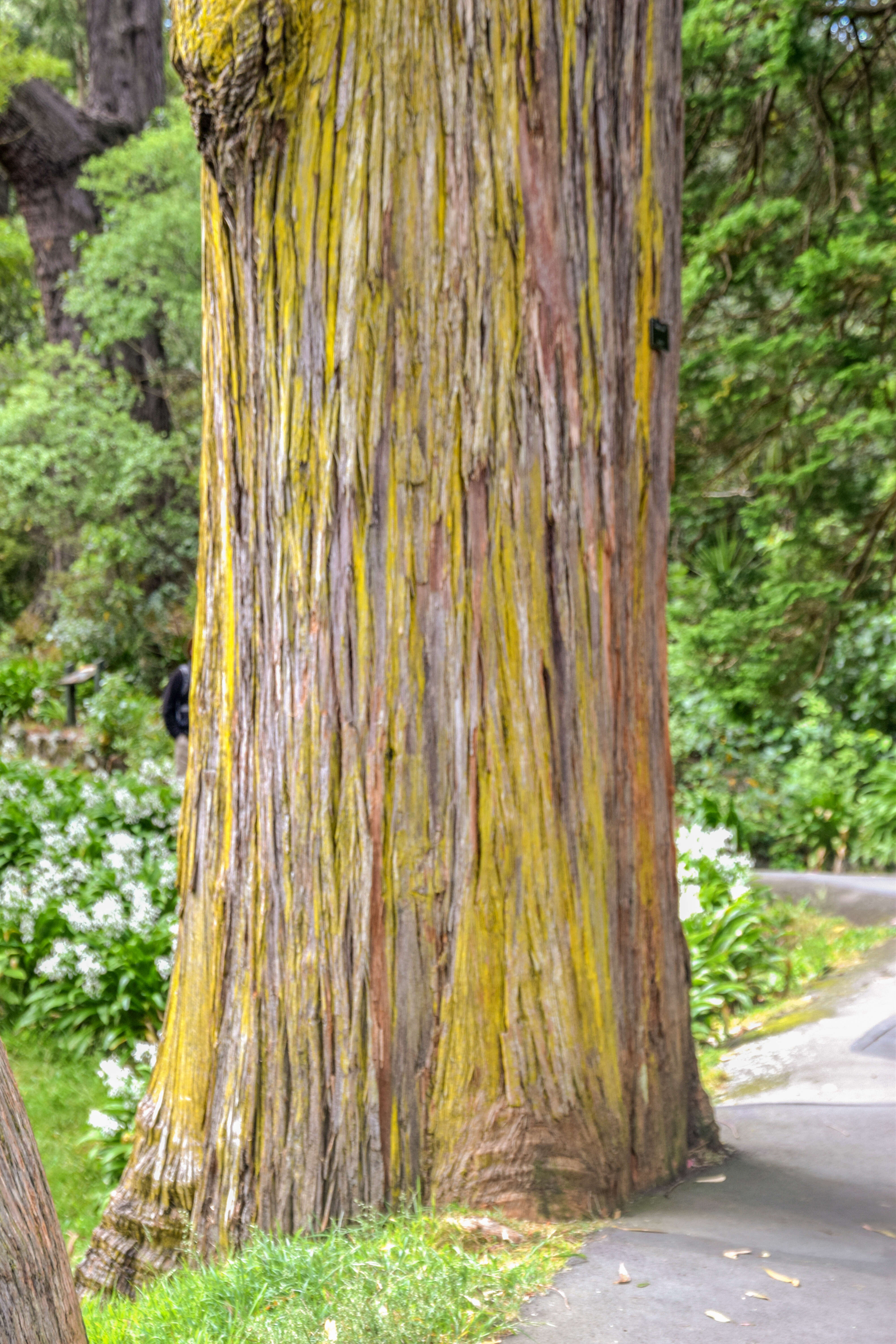 Image of blackbutt