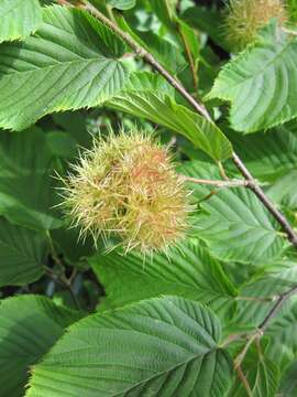 Image of Himalayan hazelnut