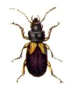 Image of Gynandromorphus