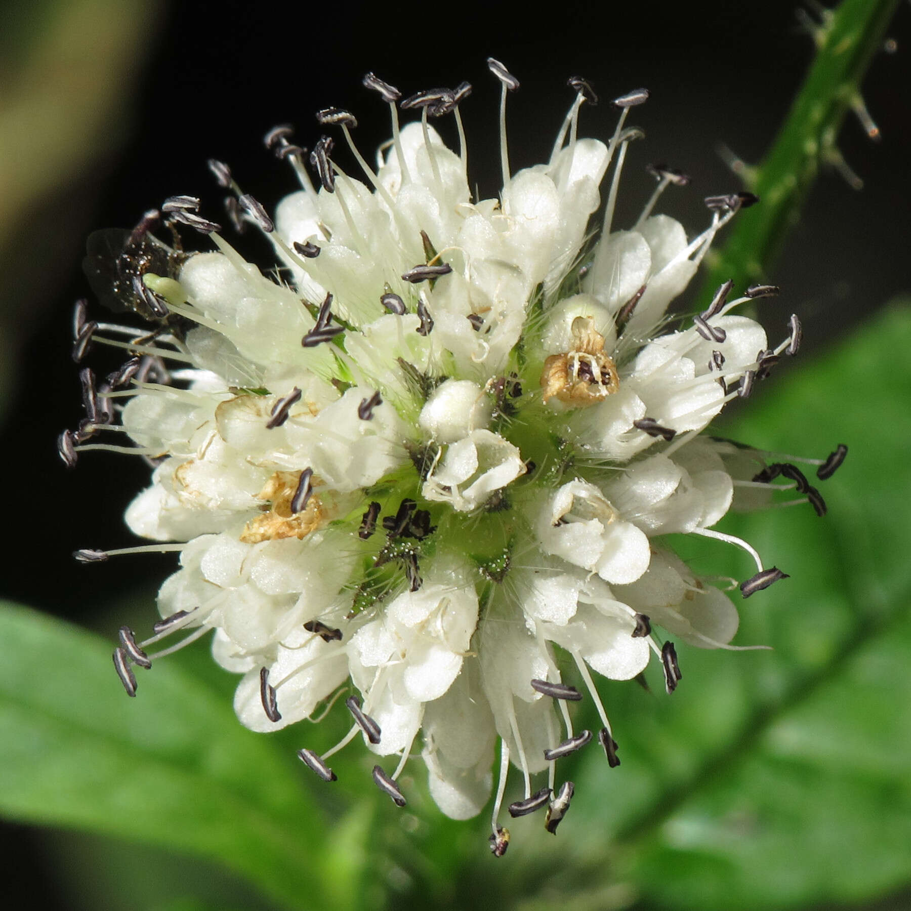 Image of small teasel