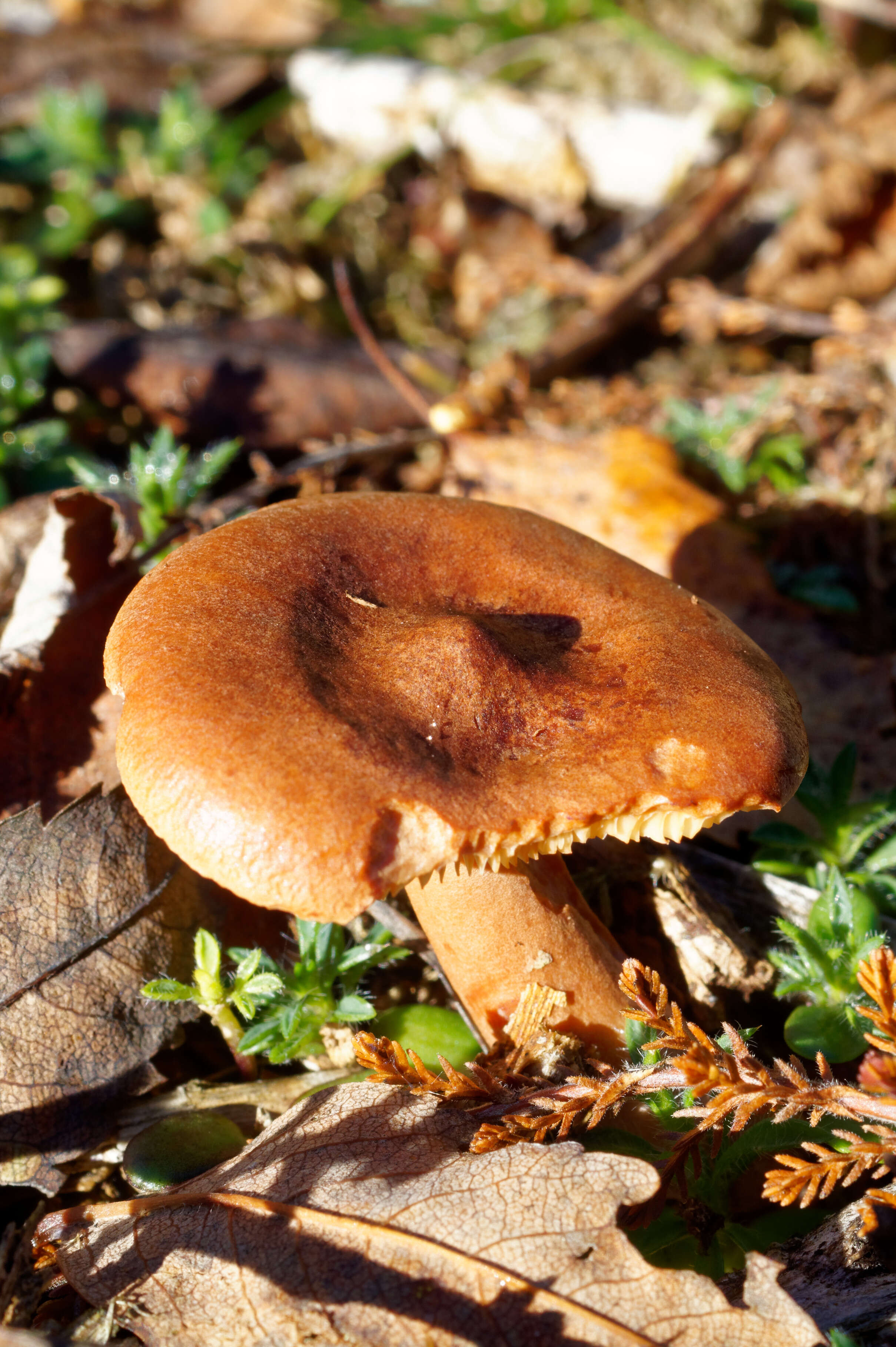 Image of Rufous Milkcap