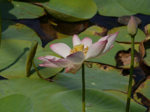 Image of sacred lotus