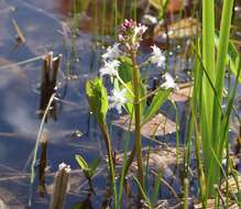 Image of bogbean