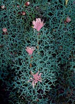 Image of Isopogon gardneri D. B. Foreman