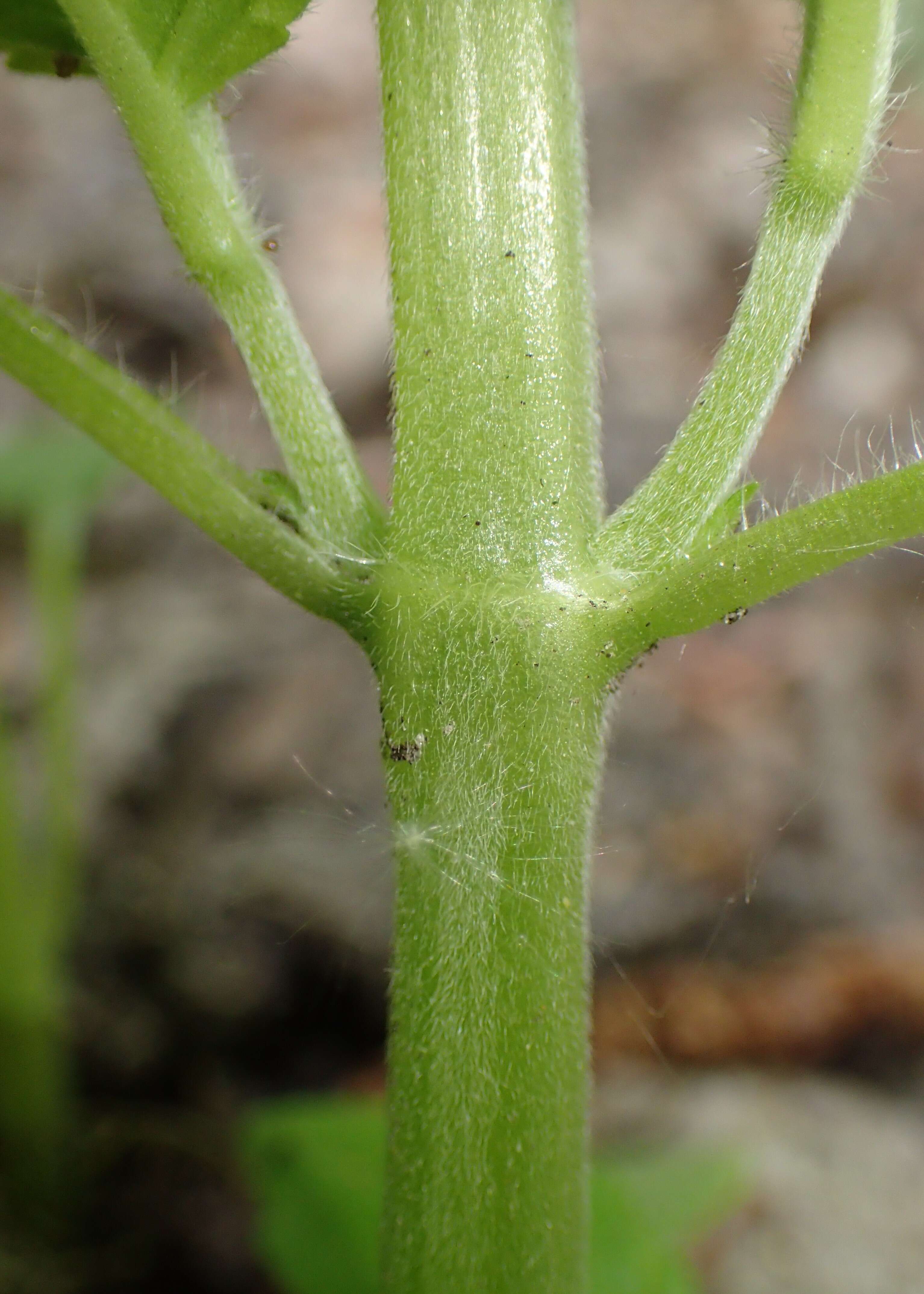 Image of Downy Hemp Nettle