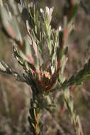 Imagem de Leucadendron verticillatum (Thunb.) Meissn.