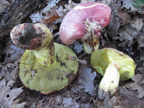 Image of Royal Bolete